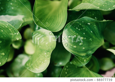 Green Water Hyacinth leaves pattern background, Aquatic plant floating in the river 66977739