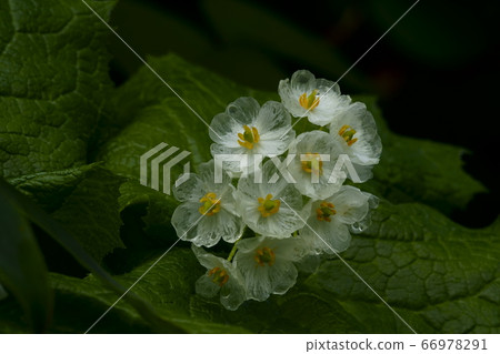 Sankayo became transparent after being wet Sankayo became transparent after being wet 66978291