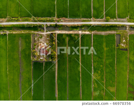 Aerial view of green paddy field at Malaysia. 66978356