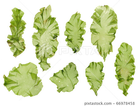 Seaweed material Usba Aonori Aosa Seaweed material Usba Aonori Aosa 66978458