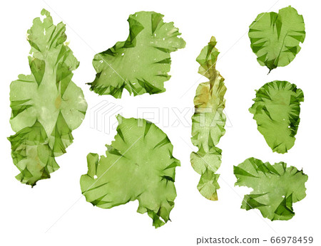 Seaweed material Usba Aonori Aosa 66978459