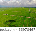 Aerial view of green paddy field at Malaysia countryside. 66978467