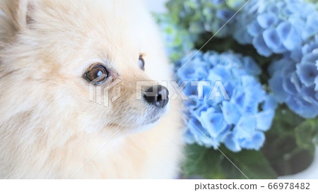 Hydrangea and dog up Hydrangea and dog up 66978482