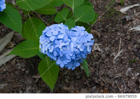 Hydrangea (heart type) at Sankeien Hydrangea (heart type) at Sankeien 66979050