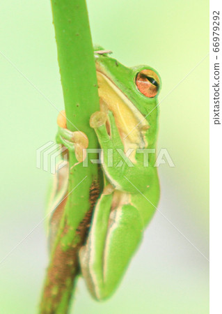 Moria gull frog Moria gull frog 66979292