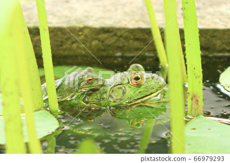 Frog pair Frog pair 66979293