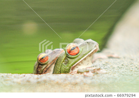 Frog pair Frog pair 66979294