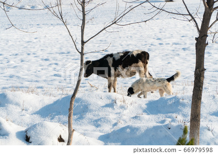 cow in the snow cow in the snow 66979598
