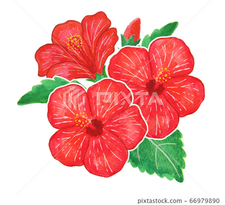 Hibiscus 66979890