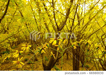 椿花和銀杏。黃色的世界。 66980030