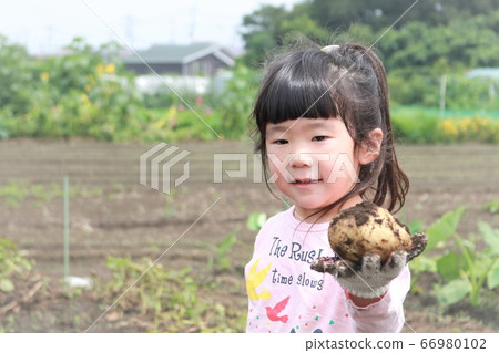 兒童幫助馬鈴薯挖掘 兒童幫助馬鈴薯挖掘 66980102