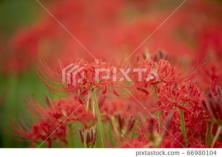 群集孤挺花 群集孤挺花 66980104