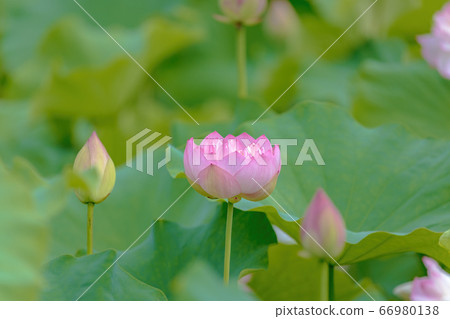 蓮花（六月蓮花） 66980138
