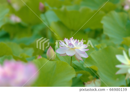 蓮花(六月蓮花) 蓮花(六月蓮花) 66980139