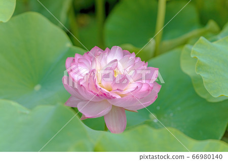 蓮花(六月蓮花) 蓮花(六月蓮花) 66980140