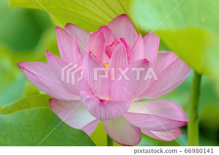 蓮花(六月蓮花) 蓮花(六月蓮花) 66980141