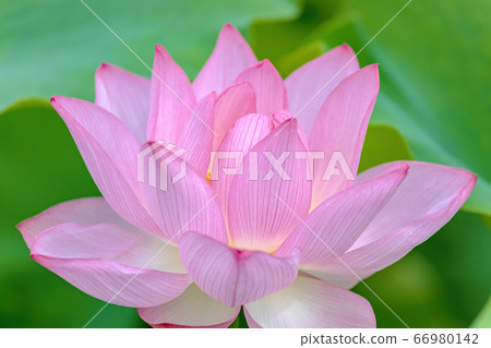 蓮花（六月蓮花） 66980142