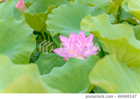 Lotus (June lotus) 66980147