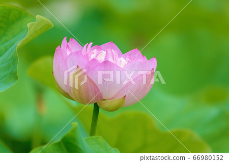 蓮花(六月蓮花) 蓮花(六月蓮花) 66980152