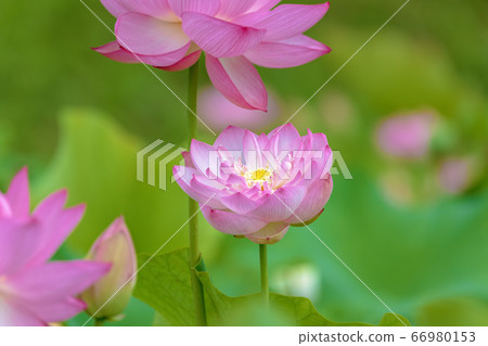 Lotus (June lotus) 66980153