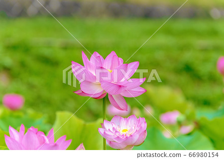 Lotus (June lotus) Lotus (June lotus) 66980154