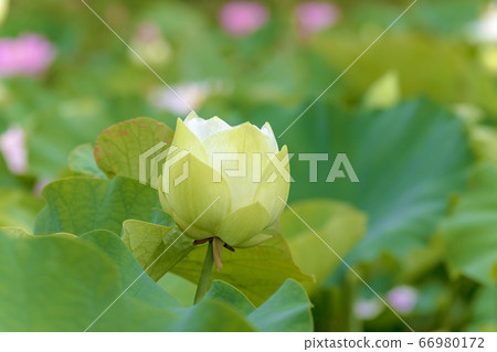 蓮花(六月蓮花) 蓮花(六月蓮花) 66980172