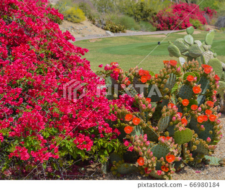 Ornamental Vines