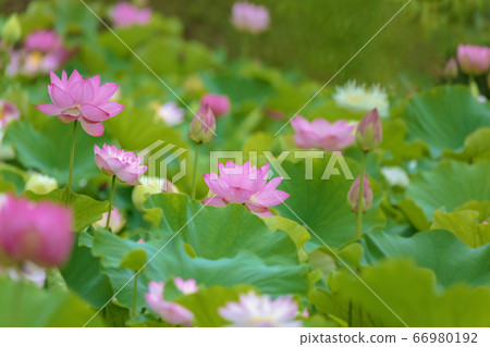 Lotus (June lotus) Lotus (June lotus) 66980192