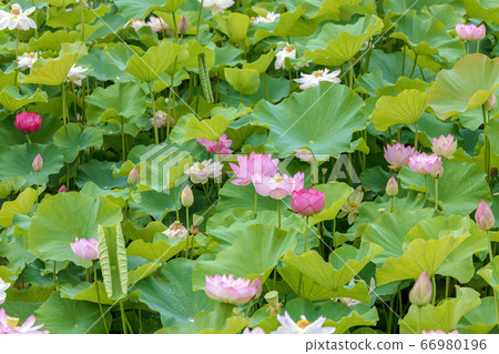 Lotus (June lotus) Lotus (June lotus) 66980196