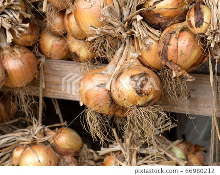Dried onion under the eaves Dried onion under the eaves 66980212