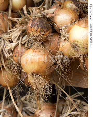 Dried onion under the eaves Dried onion under the eaves 66980213
