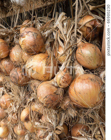 Dried onion under the eaves 66980230