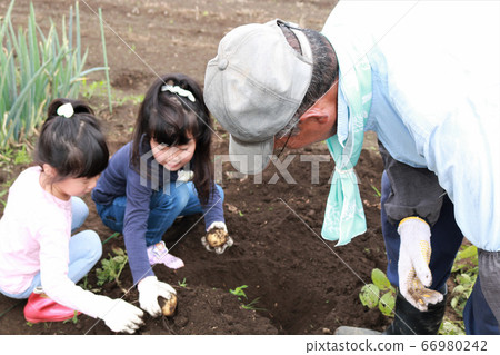 Family harvesting potatoes 66980242