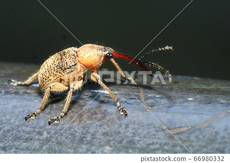 Gray waistcoat (male) Gray waistcoat (male) 66980332