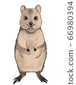 Quokka illustration material 66980394