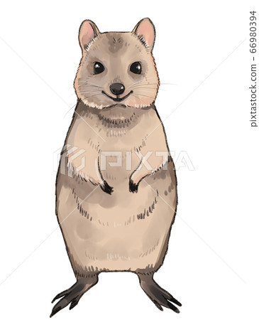 Quokka插圖素材 66980394