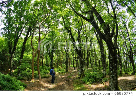 天城山林區 天城山林區 66980774