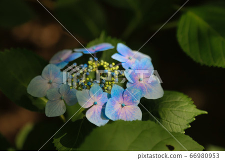 hydrangea   66980953