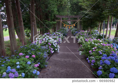 鹿沼市磯山神社的繡球方法 鹿沼市磯山神社的繡球方法 66980982