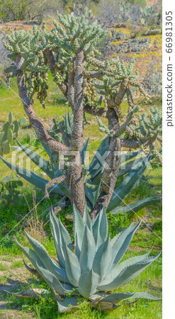 Maguey Agave Asperrima Plant in the Sonoran Desert, Pinal County, Arizona USA Maguey Agave Asperrima Plant in the Sonoran Desert, Pinal County, Arizona USA 66981305