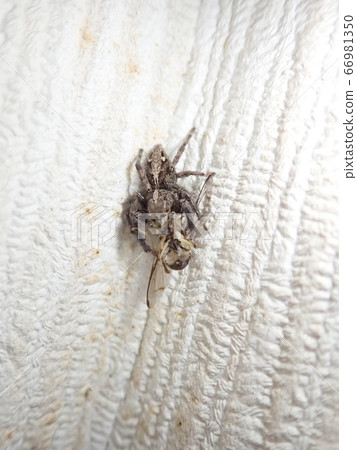 Jumping spider predation 66981350