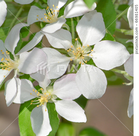 Beautiful White flower blossoms in Superior, Pinal County, Arizona USA 66981405