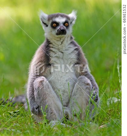 Ring tailed lemur (Lemur catta) Ring tailed lemur (Lemur catta) 66981532