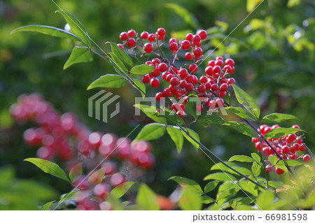 南天竹 照片素材 圖片 圖庫