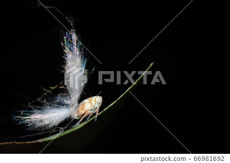 Larva of the Greater Lorikeet 66981692