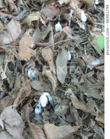 Ginryosu銀龍草 Ginryosu銀龍草 66981794