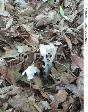 Ginryosu銀龍草 Ginryosu銀龍草 66981795