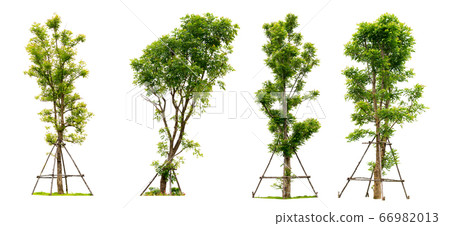 Collection tree isolated on white background with Collection tree isolated on white background with 66982013