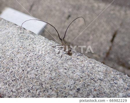 Lady Beetle Kamikiri 66982229