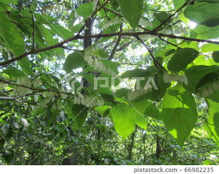 Flower of Nejiki Flower of Neoki 66982235